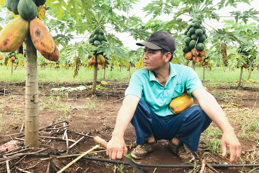 Không thể cứu vãn vườn đu đủ, người nông dân chỉ biết trông chờ kết quả đàm phán giữa HTX Tây Hiếu và Công ty Nafoods.