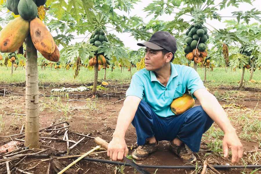 Không thể cứu vãn vườn đu đủ, người nông dân chỉ biết trông chờ kết quả đàm phán giữa HTX Tây Hiếu và Công ty Nafoods. Không thể cứu vãn vườn đu đủ, người nông dân chỉ biết trông chờ kết quả đàm phán giữa HTX Tây Hiếu và Công ty Nafoods.