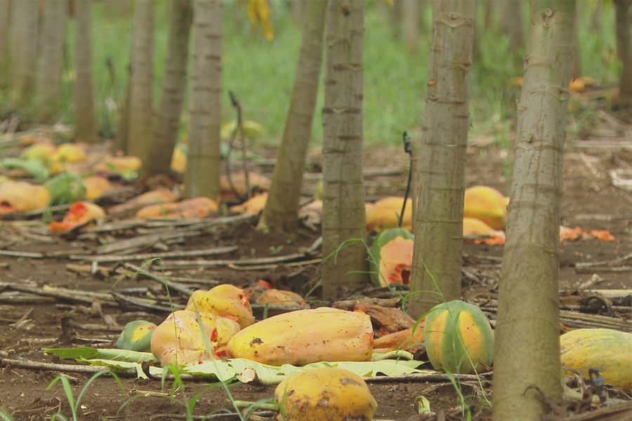 Do không thu hoạch, ước tính mỗi ha thiệt hại hơn 50 tấn quả.