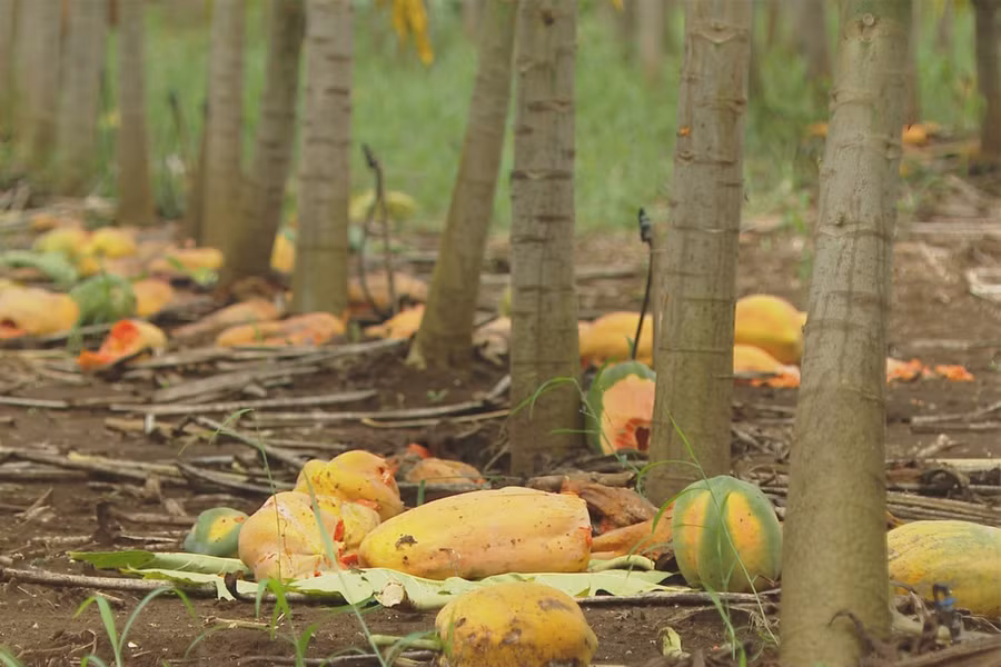 Do không thu hoạch, ước tính mỗi ha thiệt hại hơn 50 tấn quả. Do không thu hoạch, ước tính mỗi ha thiệt hại hơn 50 tấn quả.