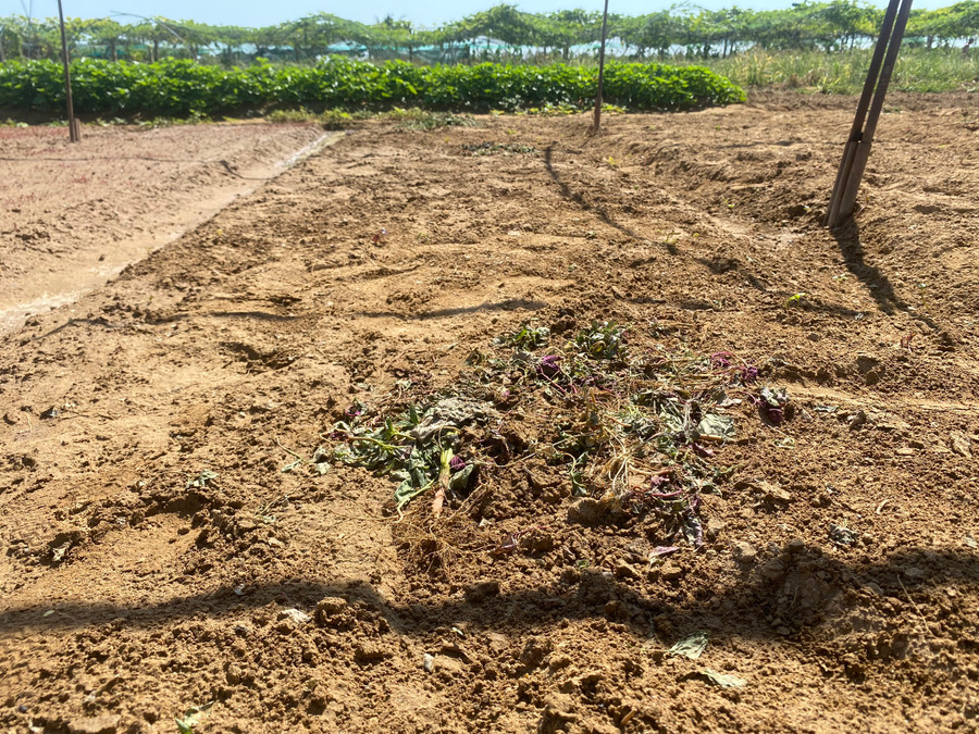 Nước sông bị nhiễm mặn, nước giếng bị phèn khiến vườn rau sạch La Hường của người dân bị chết do không có nước tưới.