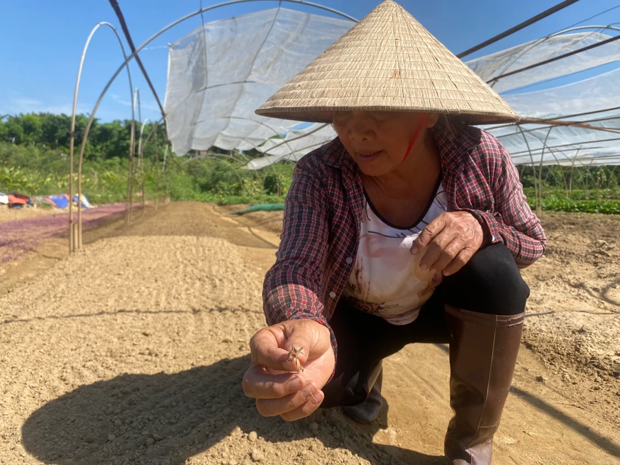 Bà Chu bần thần bên vườn rau của mình.