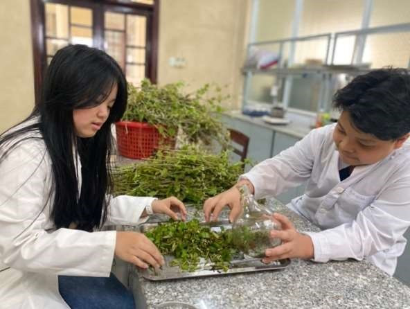 Nhóm tác giả là 2 học sinh tạo chế phẩm hỗ trợ điều trị viêm xoang và trị chấy từ cỏ hôi. Nhóm tác giả là 2 học sinh tạo chế phẩm hỗ trợ điều trị viêm xoang và trị chấy từ cỏ hôi.