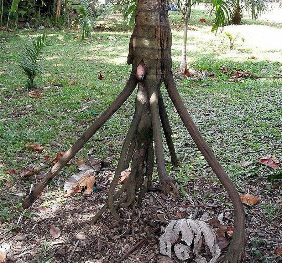 Loài cọ Socratea Exorrhiza với hệ thống rễ như những 'cái chân'. Loài cọ Socratea Exorrhiza với hệ thống rễ như những 'cái chân'.