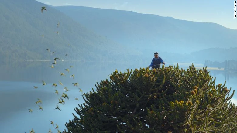 Araucaria araucana tồn tại lâu hơn các loài khủng long.