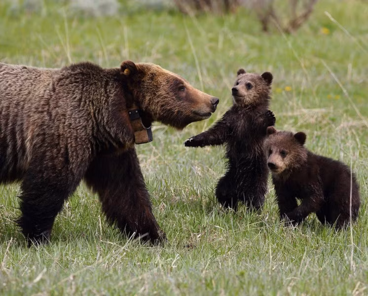 Kỳ thú công viên quốc gia ảnh 1