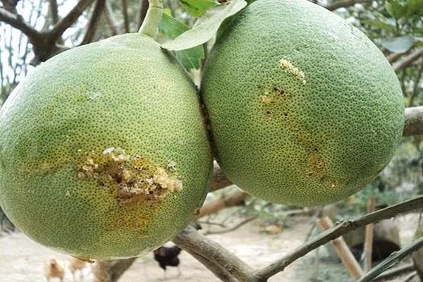 Trái cây bị ruồi đục quả phá hoại dễ thối hỏng, suy giảm chất lượng. 