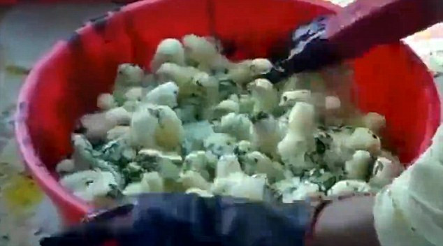 Hãi hùng công nghệ nhuộm gà con thành bảy sắc cầu vồng