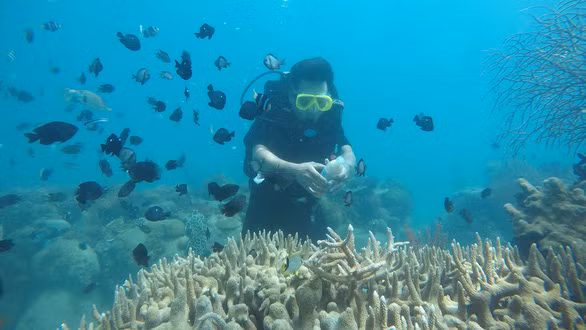 Nhóm nghiên cứu tìm hiểu hệ sinh thái của san hô biển.