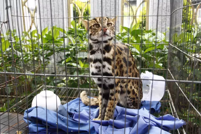 Chú mèo rừng quý hiếm có tên mèo gấm được trao trả về rừng.