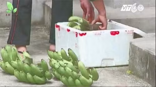 Kinh hoàng: 5ml hóa chất giấm chín 60 kg trái cây siêu tốc