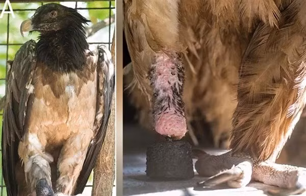 Tái tạo chân cho kền kền săn mồi