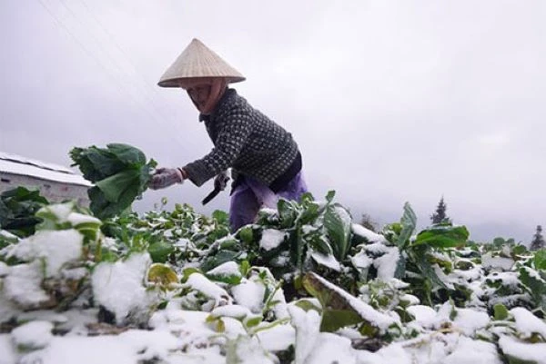 Sa Pa rét đậm rét hại ảnh hưởng đến năng suất cây trồng (Ảnh minh họa)