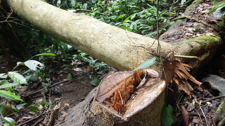 Những cây gỗ ở khu vực rừng Thung Chấn, xã Điền Thượng, huyện Bá Thước (Thanh Hóa) bị “lâm tặc” đốn hạ.