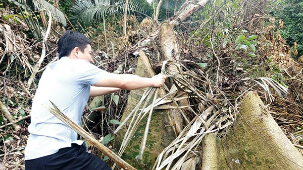 Một gốc cây rừng rất lớn đã bị “lâm tặc” chặt hạ.