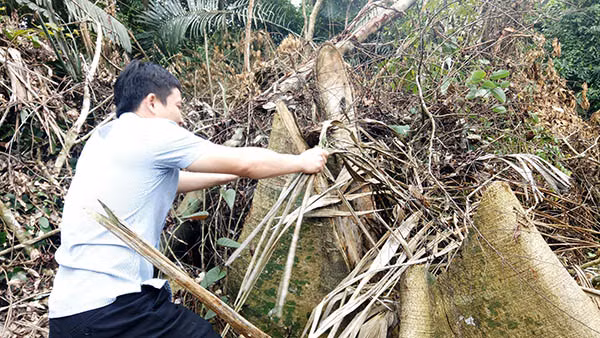 Một gốc cây rừng rất lớn đã bị “lâm tặc” chặt hạ.