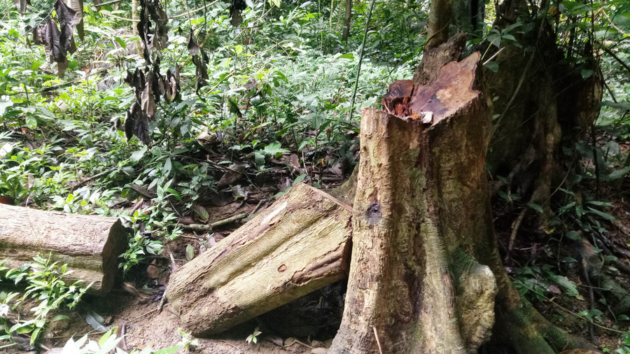 Gỗ được cắt khúc chưa kịp đưa ra ngoài.