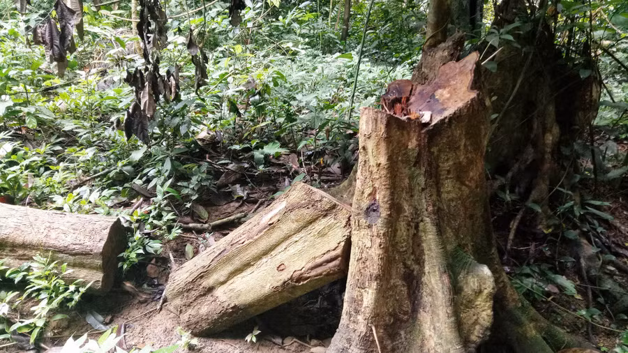 Gỗ được cắt khúc chưa kịp đưa ra ngoài.