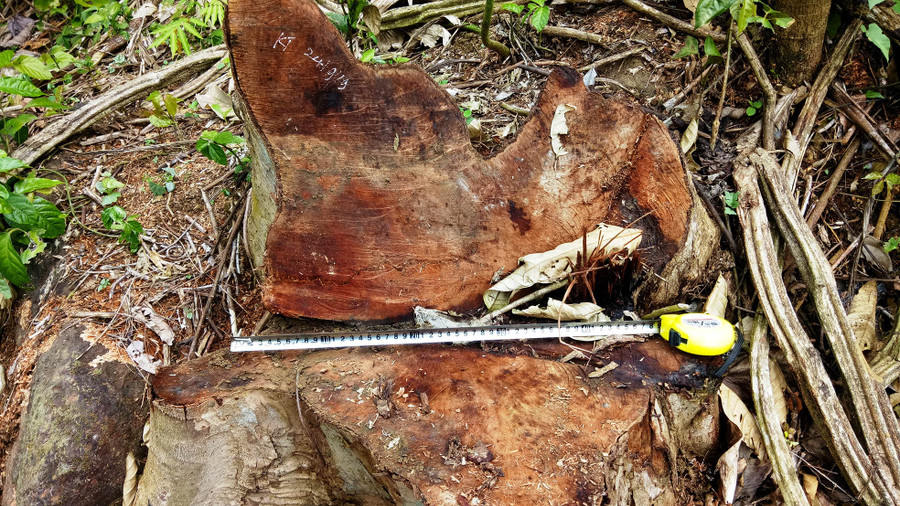 Nhiều cây gỗ rừng có đường kính hơn 40cm bị chặt hạ trái pháp luật.