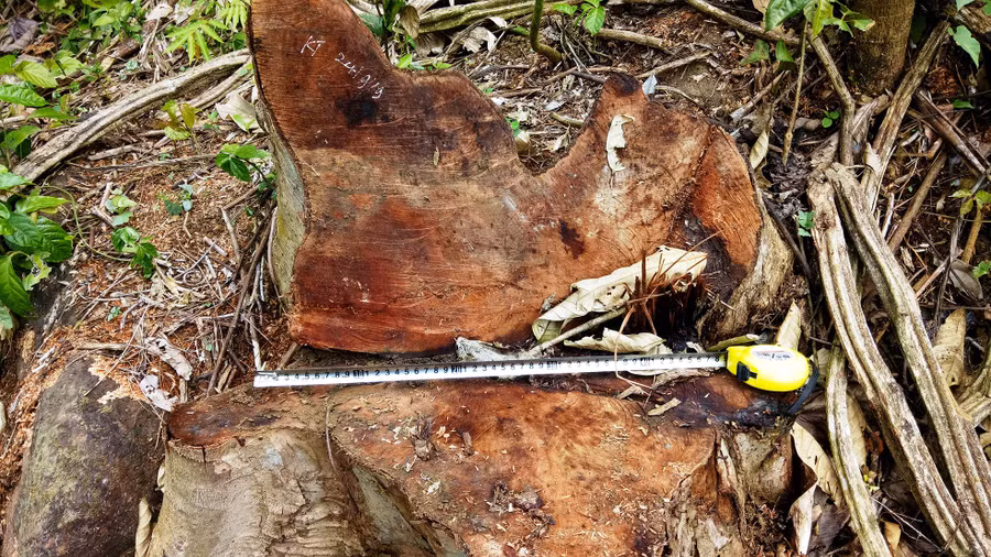 Nhiều cây gỗ rừng có đường kính hơn 40cm bị chặt hạ trái pháp luật.