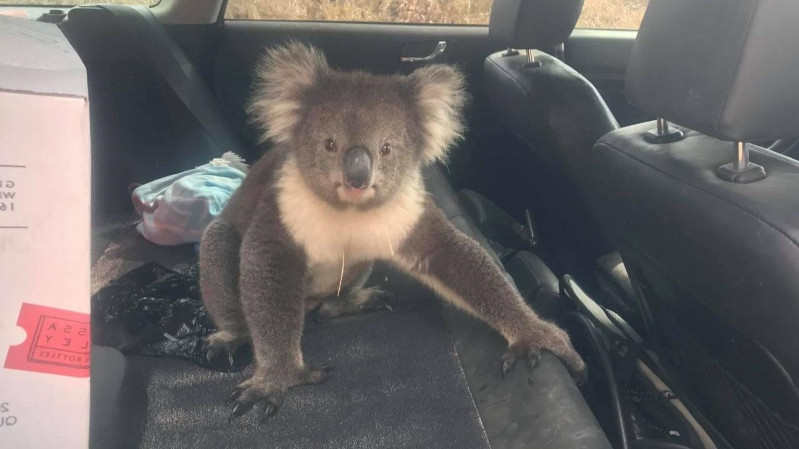 Chú gấu túi Koala trèo lên vì hơi mát điều hòa. Chú gấu túi Koala trèo lên vì hơi mát điều hòa.