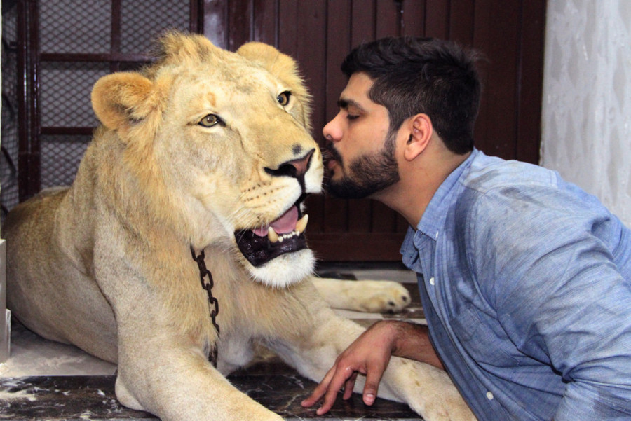 Chú sư tử được hai anh em họ coi như người thân trong nhà. Chú sư tử được hai anh em họ coi như người thân trong nhà.