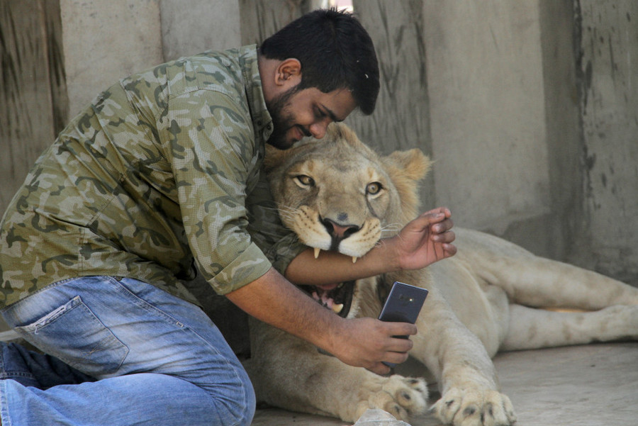 Hassan cho tay vào miệng Simba mà không hề sợ hãi Hassan cho tay vào miệng Simba mà không hề sợ hãi