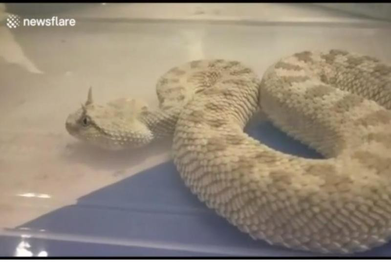 Chính quyền Ấn Độ đã gửi những loài vật này trở lại Thái Lan Chính quyền Ấn Độ đã gửi những loài vật này trở lại Thái Lan