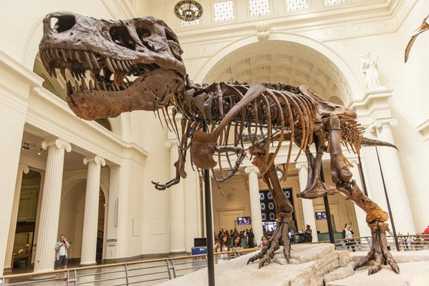 Chúng ta chỉ có thể thấy hóa thạch khủng long ở bảo tàng.