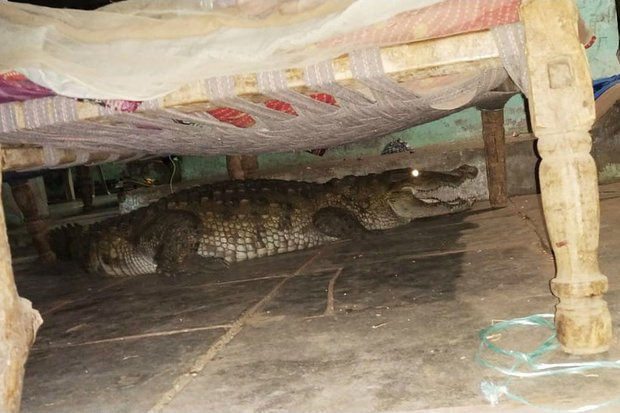 Các nhân viên đã thả con vật về hồ. Các nhân viên đã thả con vật về hồ.