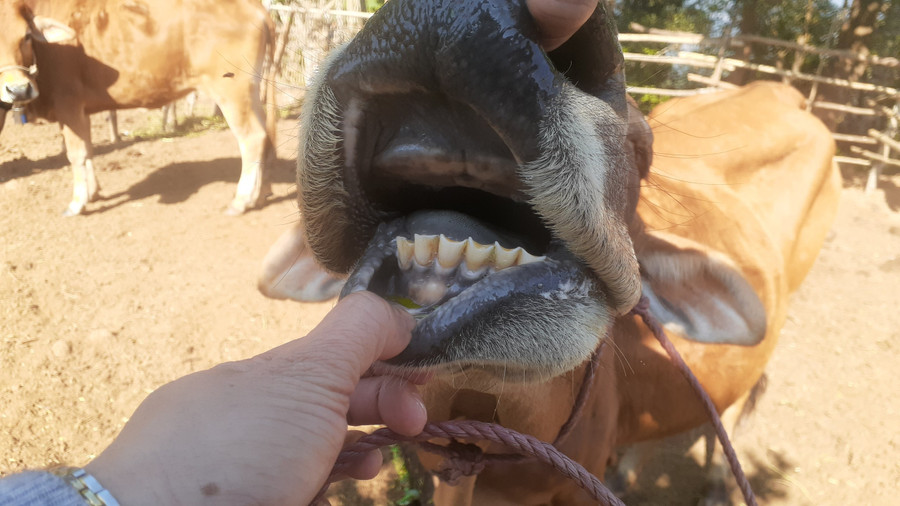 8 răng hàm dưới của con &apos;bò xấu&apos; đã mòn sâu trông thấy.