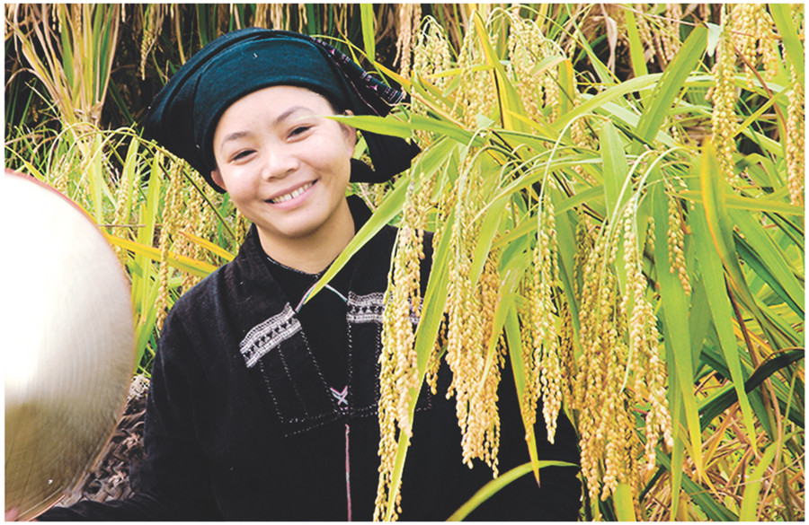 Thiếu nữ La Chí ở bản Phùng bên lúa.