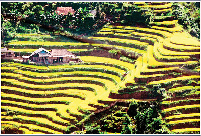 Mùa vàng Bản Péo.