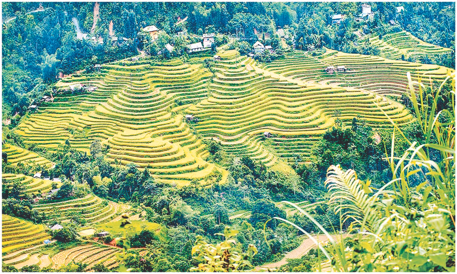 Mùa gặt ở Nậm Ty.