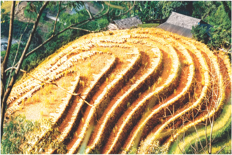 “Lúa gặt rồi còn để lại rơm thơm...”.