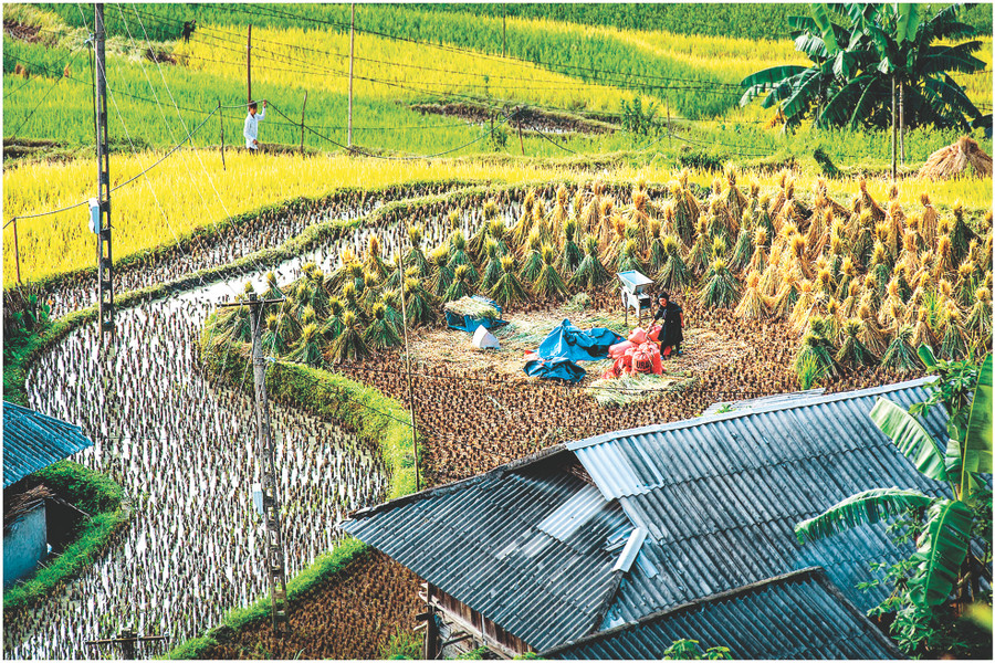 Mùa gặt ở bản Phùng.