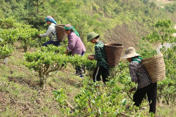 Người dân bản Huồi Khả, xã Huồi Tụ hái những búp chè Shan tuyết.