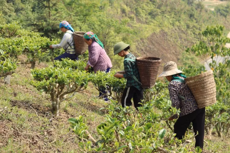 Người dân bản Huồi Khả, xã Huồi Tụ hái những búp chè Shan tuyết.