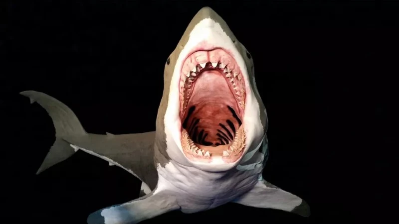 Mô phỏng hàm cá mập megalodon.