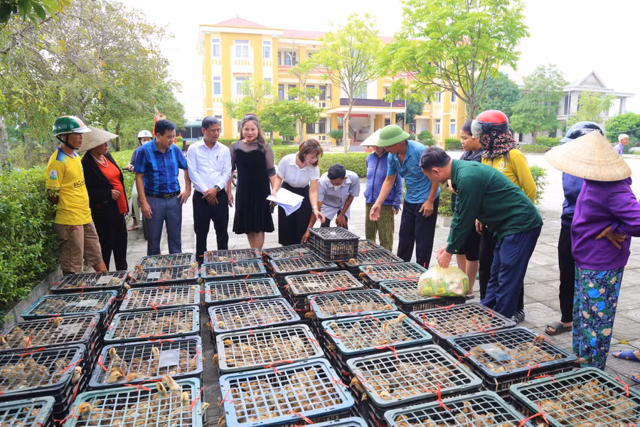 Người dân huyện Thạch Hà (Hà Tĩnh) được hỗ trợ gà giống để phát triển kinh tế. (Ảnh: Khắc Mai)