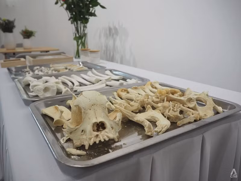 Xương của một chú chó đã được ngâm nước tại The Green Mortician. Ảnh: CNA/Louisa Tang