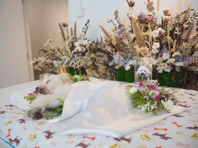 Lễ tưởng niệm được tổ chức cho chú chó xù Sandy đã trải qua quá trình thủy táng. Ảnh: CNA/Louisa Tang