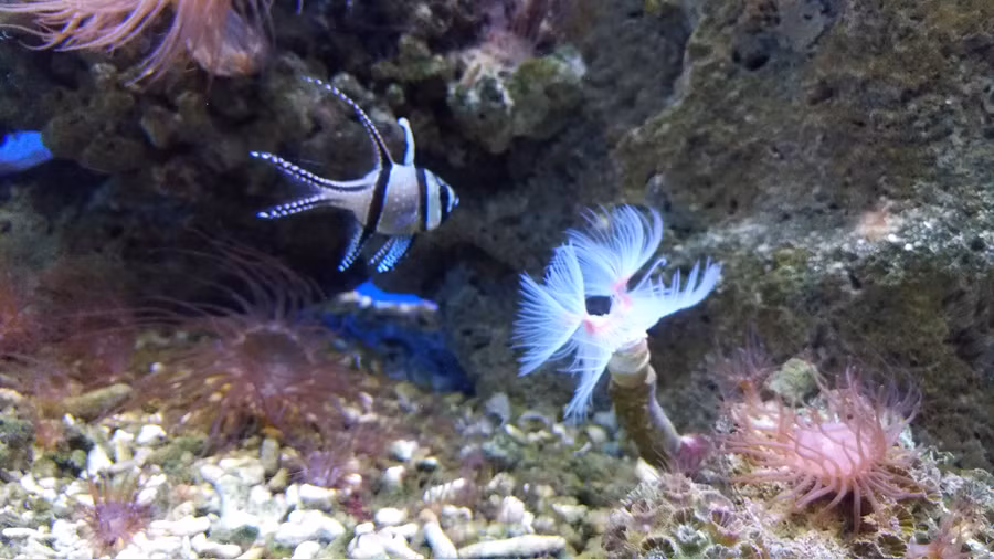 Việt Nam giàu tiềm năng sinh vật biển đem lại giá trị cao. Ảnh minh họa: INT