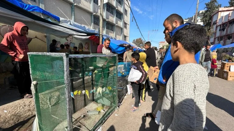 Ở Rafah, nơi phần lớn dân số Gaza hiện tập trung đông đúc,hoạt động mua bán các loài chimbiết hót phát triển mạnh. Ảnh: Mohamed Soleimane/Al Jazeera