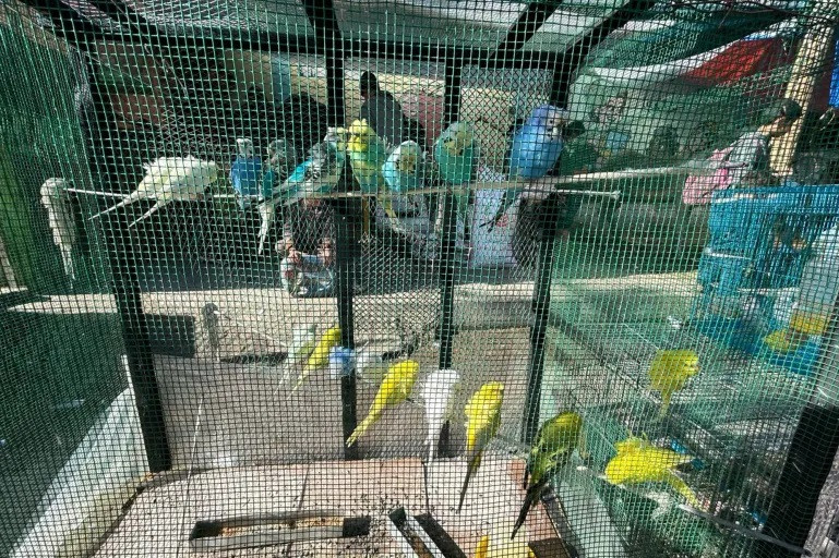Những chú chim biết hót từ lâu đã được người dân Gaza ưa chuộng vì màu sắc, tiếng hót và giờ đây chúng giúp họ chịu đựng trong bom đạn. Ảnh: Mohamed Soleimane/Al Jazeera
