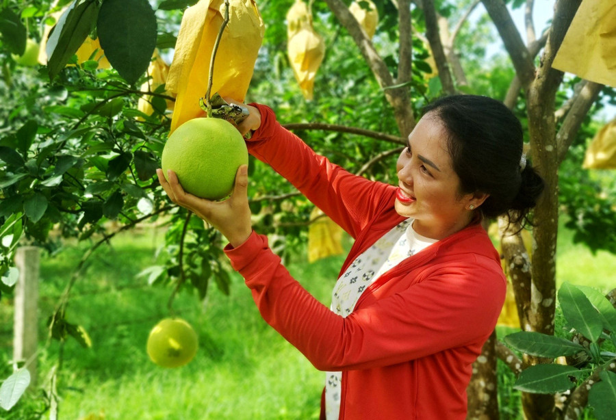 Vụ bưởi Phúc Trạch năm nay mang lại hiệu quả kinh tế cao cho người trồng (Ảnh: H.T). Vụ bưởi Phúc Trạch năm nay mang lại hiệu quả kinh tế cao cho người trồng (Ảnh: H.T).