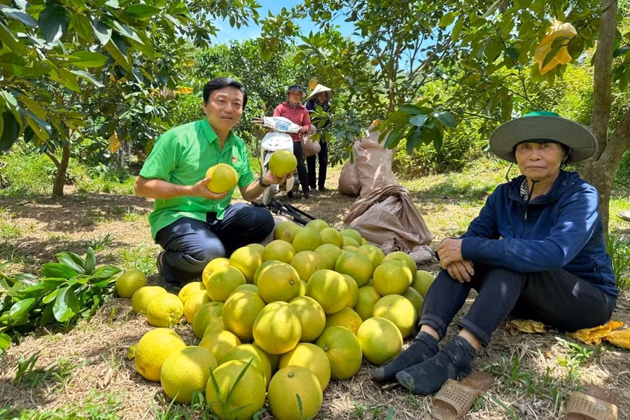 Người dân huyện miền núi Hương Khê phấn khởi vào vụ thu hoạch bưởi Phúc Trạch (Ảnh: H.T).