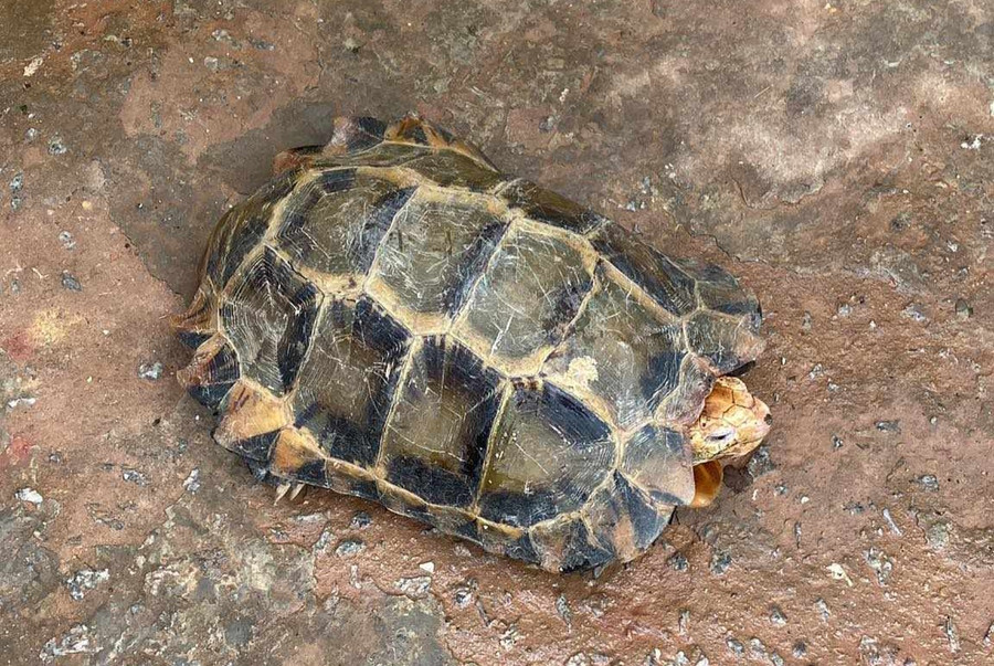 Các cá thể rùa được người dân giao nộp thuộc diện nguy cấp quý hiếm. (Ảnh: CTV)