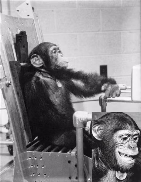 Tinh tinh Ham được huấn luyện tại NASA.