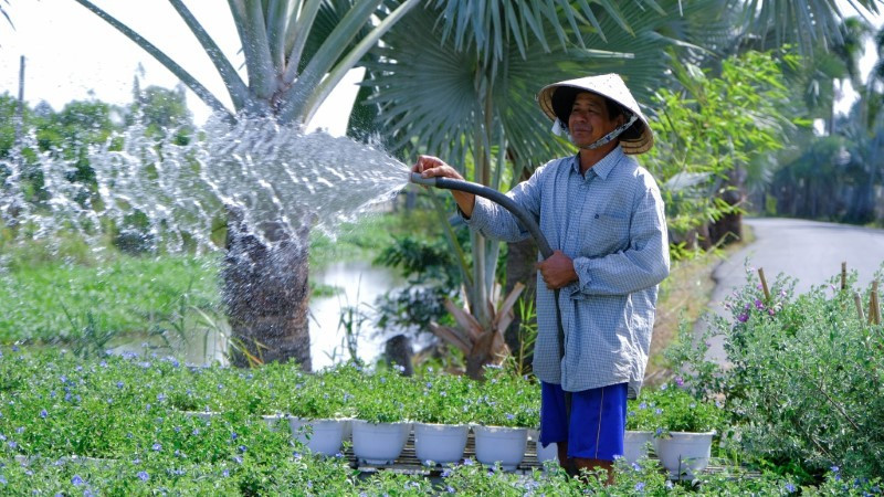 Người dân Làng hoa Sa Đéc chăm sóc vườn hoa Tết. 